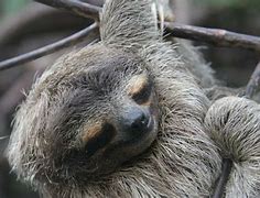 Image result for Sleeping Sloth