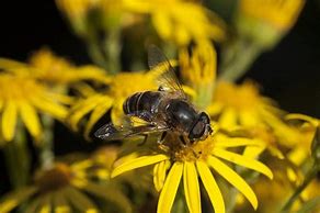 Image result for Hover Bee