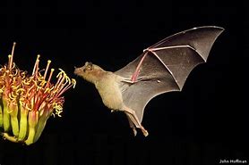 Image result for National Wildlife Federation Bat Figure