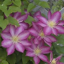Image result for Clematis Asao