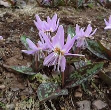 Image result for Erythronium dens-canis Moerheimii