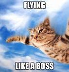 Image result for Flying Cat Meme