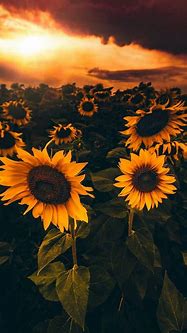 Image result for Sunflower Lock Screen