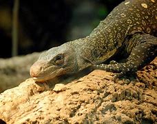 Image result for Biggest Lizard Komodo Dragon