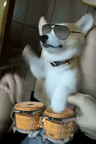 Image result for Bongo Cats Let's Go Gifs