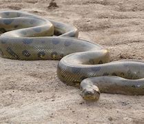 Image result for Green Anaconda Snake