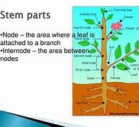 Image result for What Is the Function of a Stem