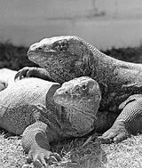 Image result for Lace Monitor Lizard