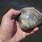 Image result for Quahog Clam Pearl