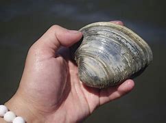 Image result for Ocean Quahog Clam Harvest