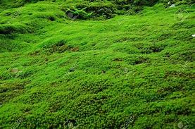 Image result for Carpet Moss Ground Cover