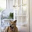 Image result for Pet Guard for Screen Door