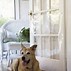 Image result for Pet Screen Guard