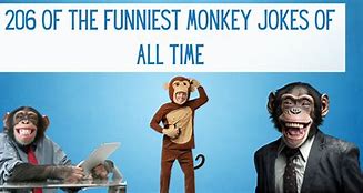 Image result for Funny Monkey Humor