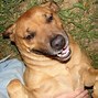 Image result for Pit Bull Mixed