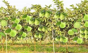 Image result for Guava Farm