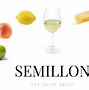 Image result for Person Drinking Semillon