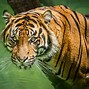 Image result for Los Angeles Zoo Tiger