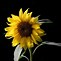 Image result for Black Sunflower Wallpaper