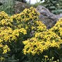 Solidago cutleri に対する画像結果