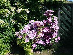 Image result for Clematis Dr Ruppel