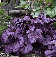 Bildergebnis für Heuchera Wildberry