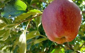 Image result for Spiti Apple's