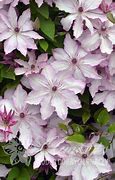 Image result for Clematis for Shade