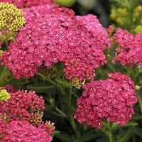 Image result for Achillea millefolium Cerise Queen