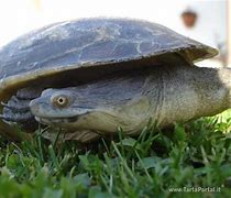 Image result for Macrochelodina oblonga