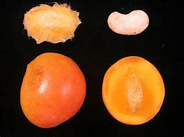 Image result for Fruit Hybrid Seeds