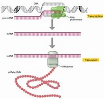 Image result for DNA mRNA Protein