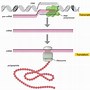 Image result for mRNA Transcript
