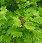 Image result for Acer shirasawanum Aureum