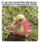 Image result for Fluffy Duck Meme