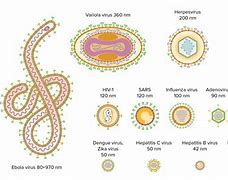 Image result for Types of Viral Infections
