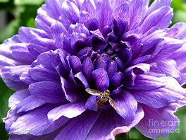 Image result for Anemone coronaria Admiral