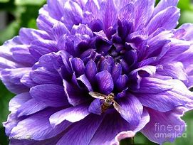 Image result for Anemone coronaria Lord Lieutenant