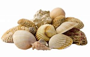 Image result for Coquillage Icon.png