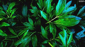 Image result for 2560X1440 Plant Wallpaper Green