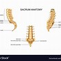 Image result for Lumbar Spine Anatomy