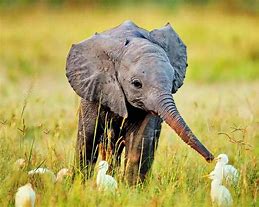 Image result for cutest babies elephant