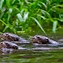 Image result for How Big Is the Amazon Otter