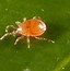 Image result for Pictures of All Mites