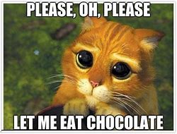 Image result for Chocolate Cat Meme