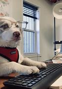 Image result for working from home memes dogs