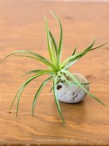 Image result for Air Plant Containers