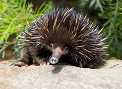 Image result for Echidna Spines