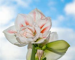 Image result for Amaryllis Nymph