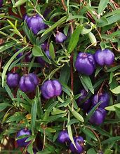 Image result for Purple Apple berry